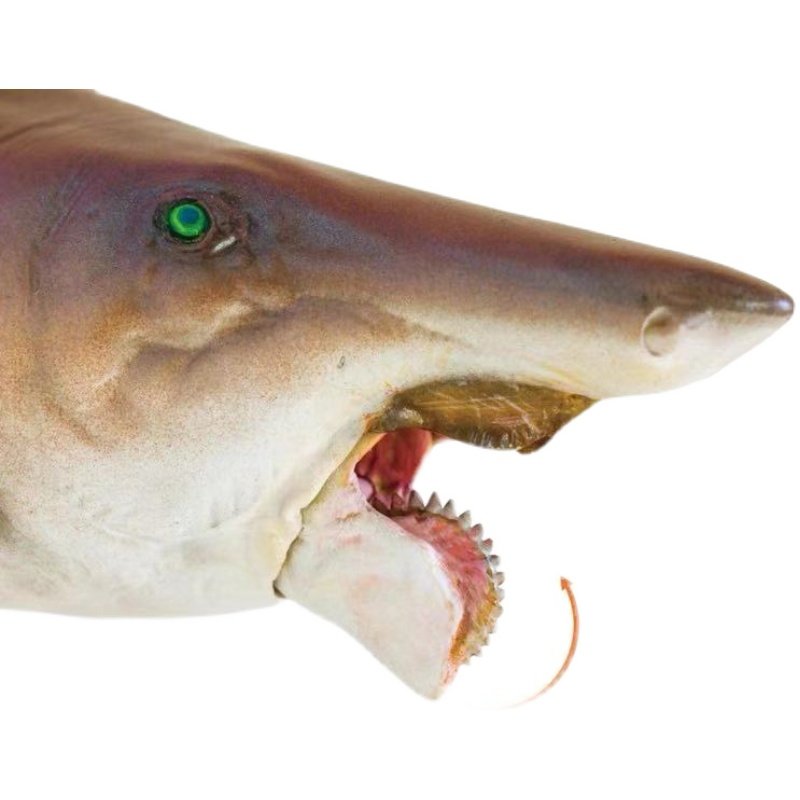 pnso恐龙大王旋齿鲨海鲨鱼仿真海洋动物模型仿真