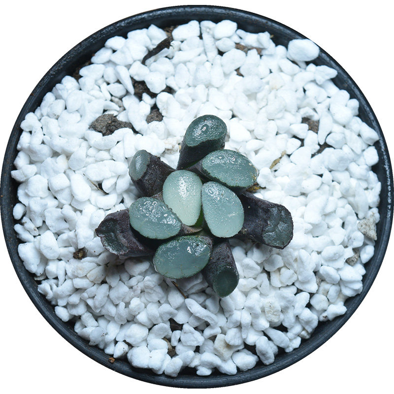 紫镜万象初月园艺经典中小型种铭十二卷多植物多肉植物