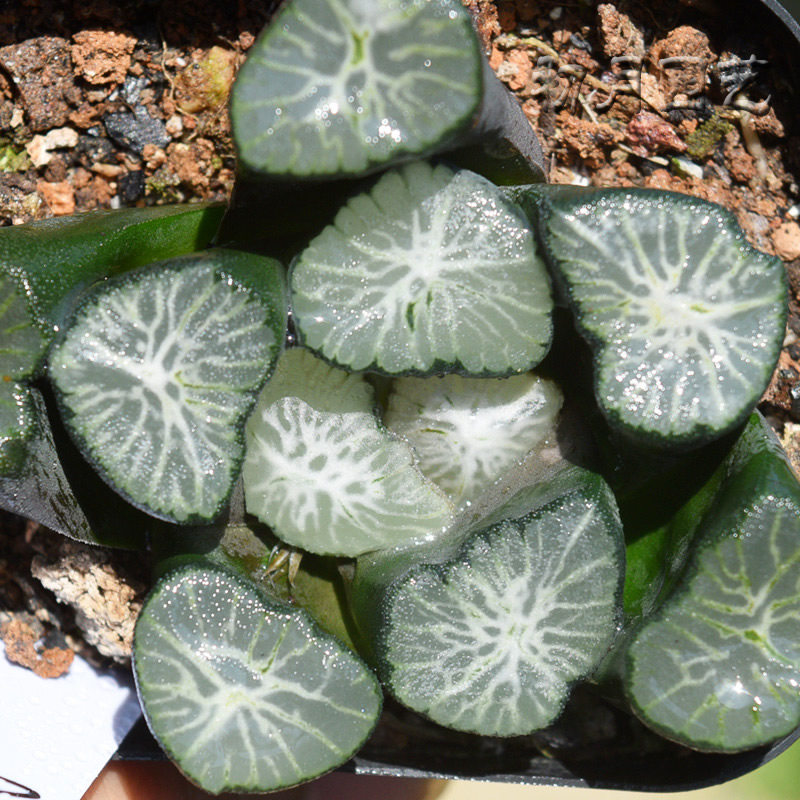 白妙万象初月园艺十二经典铭品鼻祖珍稀多肉多肉植物