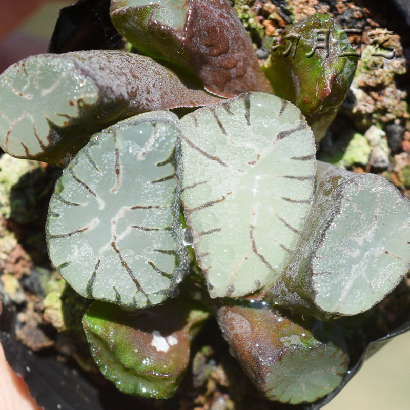 火焰瓦苇一物植物有多卷稀十二经典龙万象铭品多肉植物