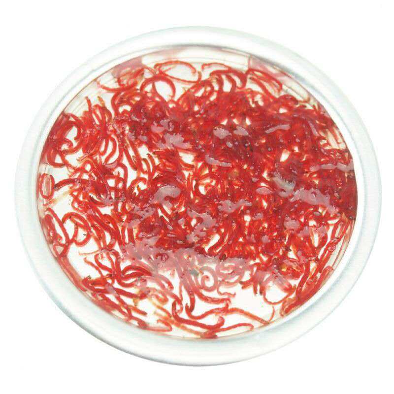 九河冰冻血虫冷冻红虫赤虫红线线虫七彩神仙鱼观赏鱼饲料
