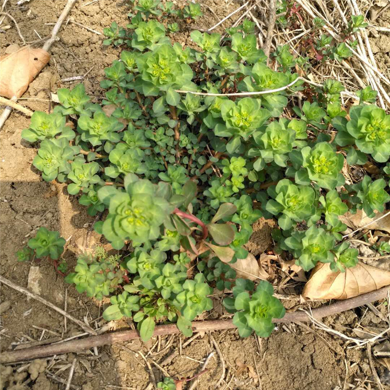 铁灯草药图片功效图片