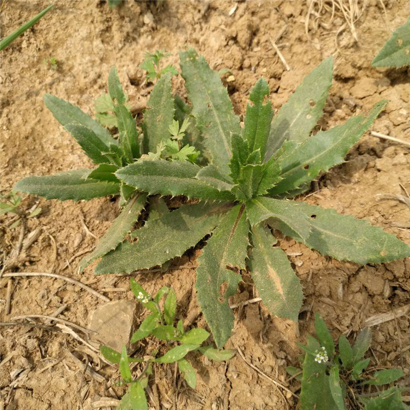 四鲜汤野生新鲜小蓟刺儿菜萋萋菜刺角芽刺角野红花刺菜猫蓟包邮