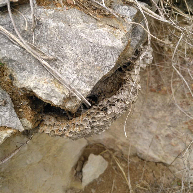 蜂房泰山纯野野生马蜂窝蜂肠蜂窠百穿紫金金沙其他药食同源食品