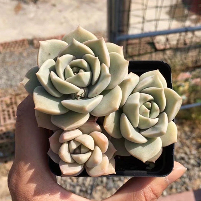 多肉白牡丹多肉老桩一物一拍情人泪多肉盆栽直销植物盆景组合包邮