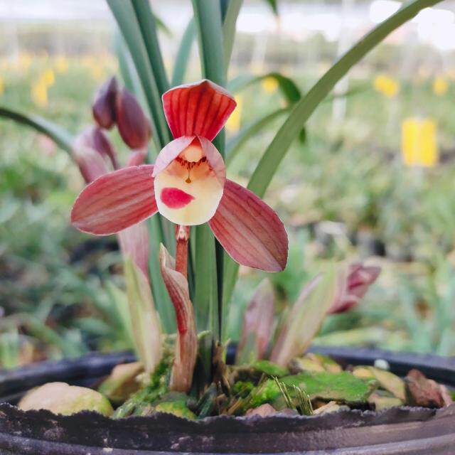 墨兰红花荷瓣富贵红荷冬带浓香花苞室内好养花卉