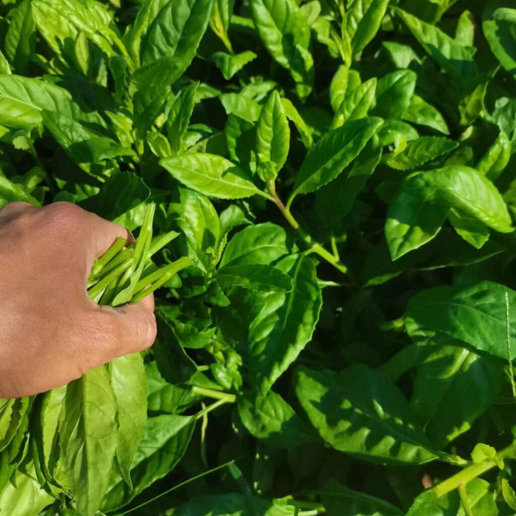 树苗胰岛胰岛素苗尼基罗草苗降糖血糖活苗绿植绿植