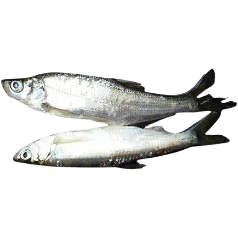 顺丰包邮微山湖野鱼白条鱼川条子鱼淡水鱼翘嘴鱼现淡水鱼类