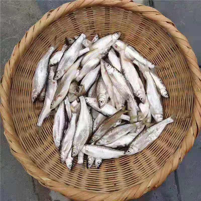 顺丰包邮微山湖野鱼白条鱼川条子鱼淡水鱼翘嘴鱼现淡水鱼类