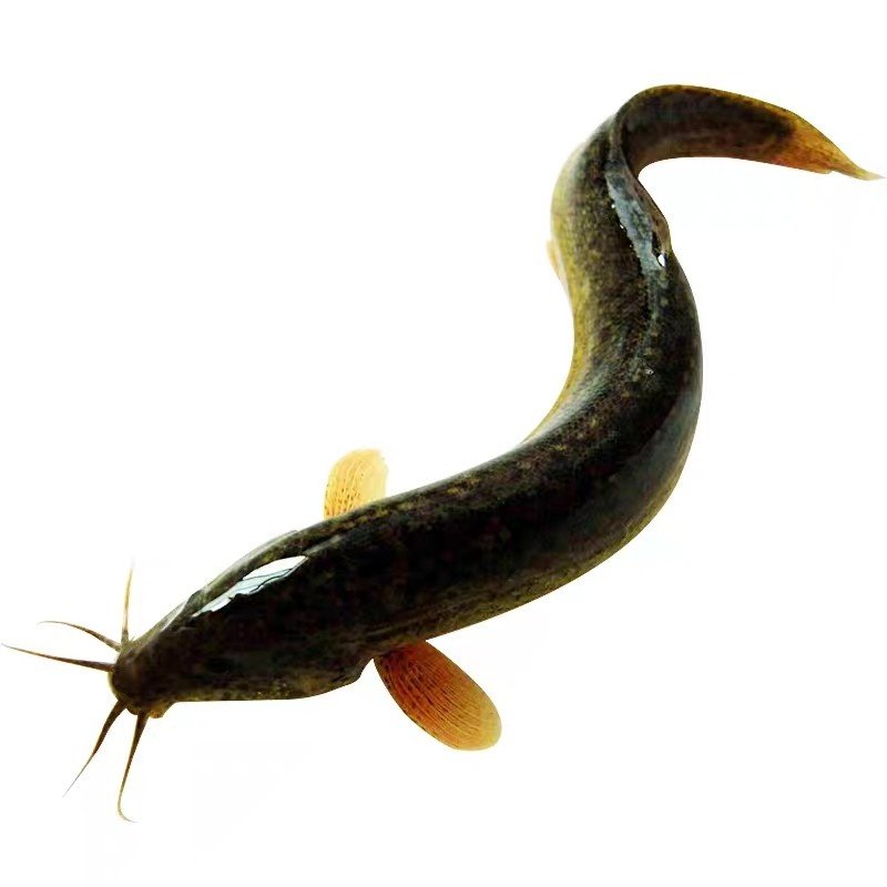 鲜活顺丰板鳅包杀大体现鳅鱼新鲜活微山湖鳅黄淡水淡水鱼类