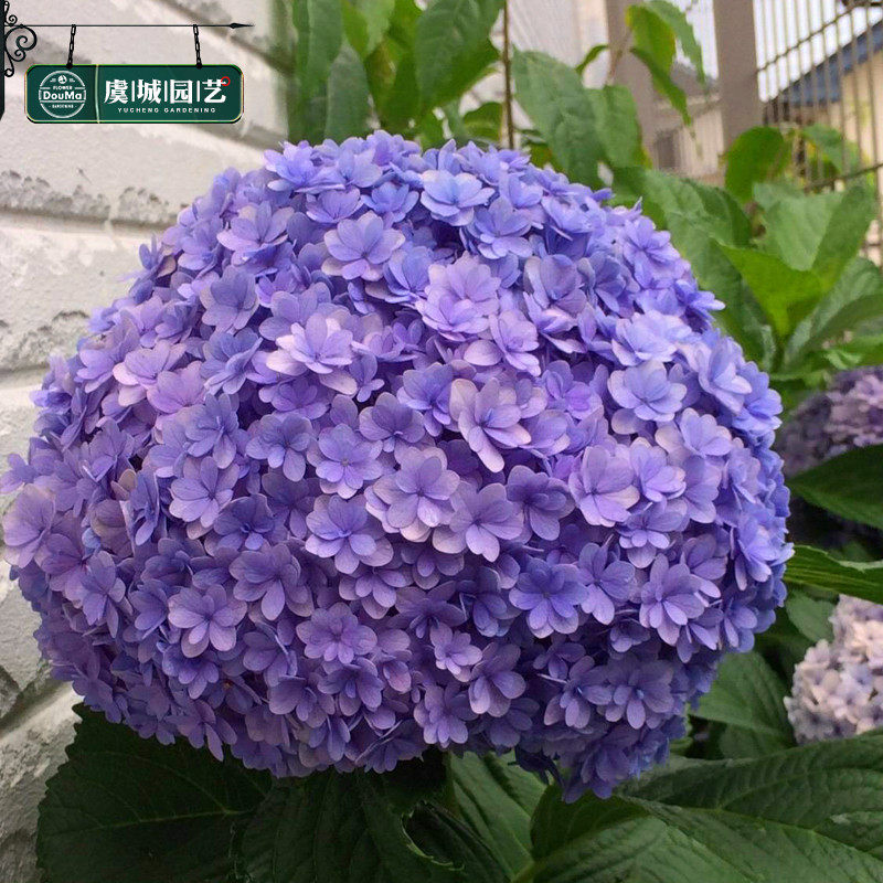 绣球小苗虞城园艺大花花手可调调色八仙仙花花卉