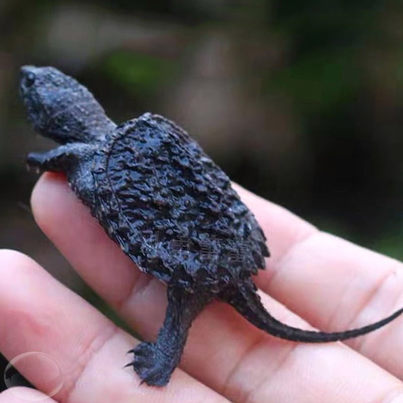 乌龟原种佛鳄北美杂佛活体鳄鱼凶猛爆刺纯佛龟