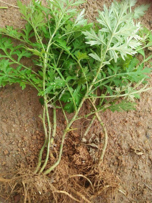 广西农村发货中草药泡脚老根艾草草苗小苗盆景绿植