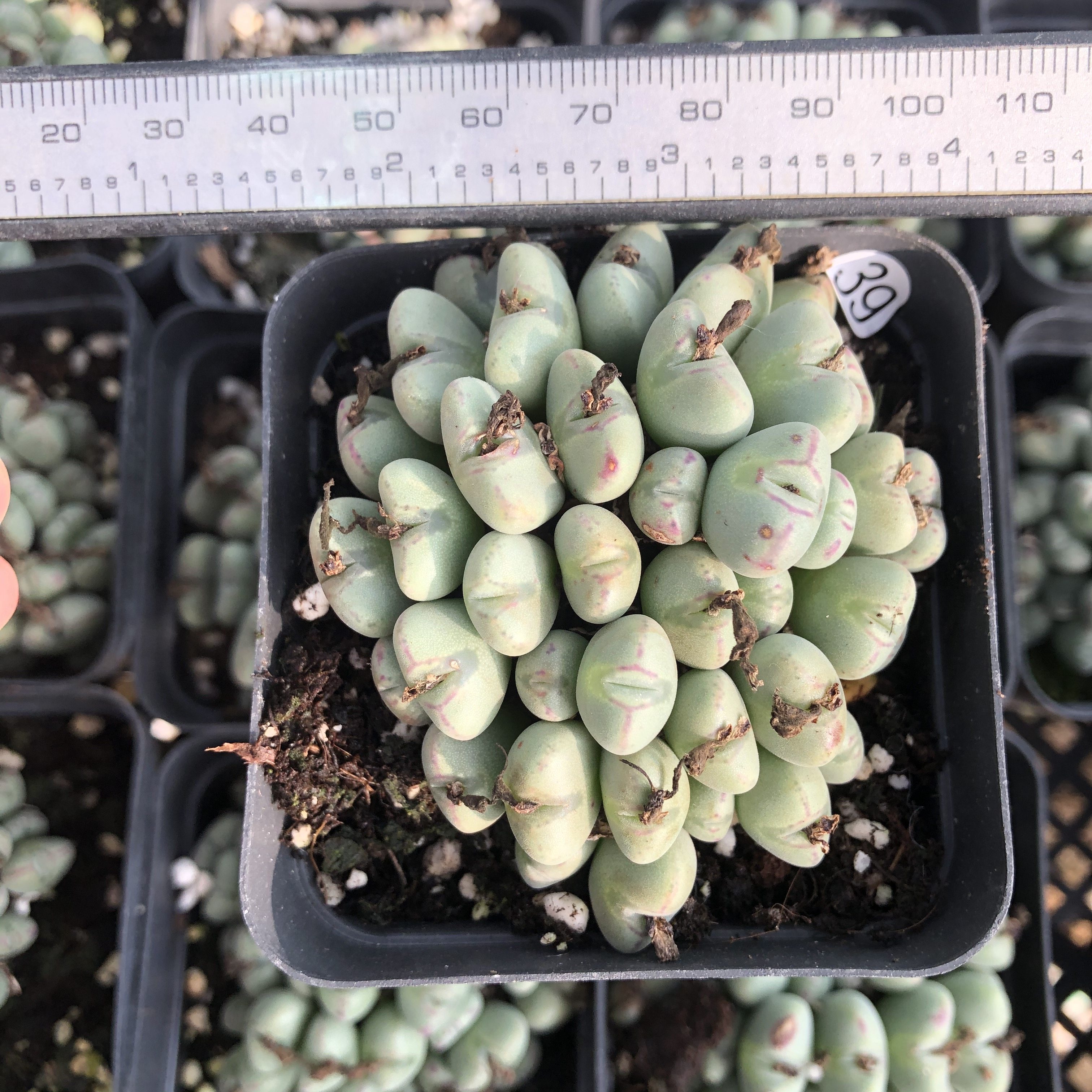 米修后花园多头群红边口笛肉锥多肉毛口笛带盆含盆一物一拍满包邮