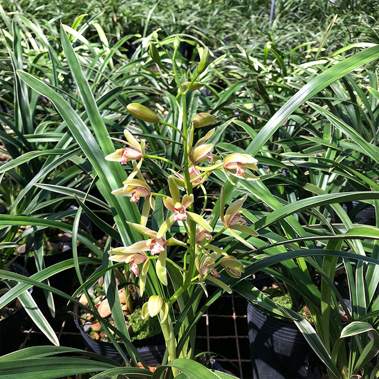 建兰帝王王妃四季矮种好养兰花花苗金边叶艺时令草本花卉