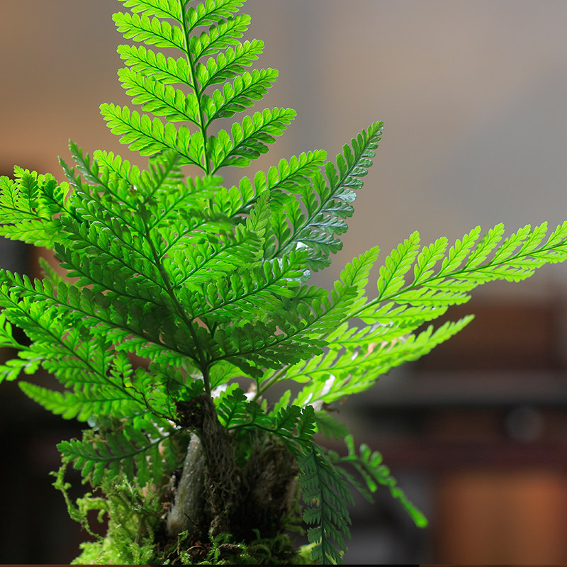 狼尾蕨蕨类绿植中式式禅意摆件室内书房办公室净化空气绿植