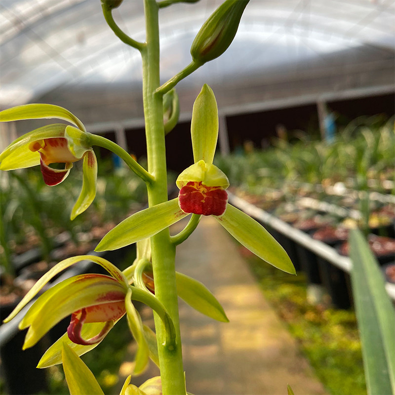 兰花苗红蝉墨兰铭品红舌大花红婵报岁兰浓香好养花卉冬季带花苞