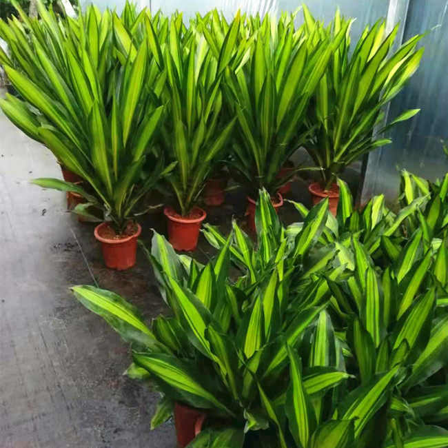 室内幸福树巴西西木盆栽客厅办公室大型绿植进化绿植