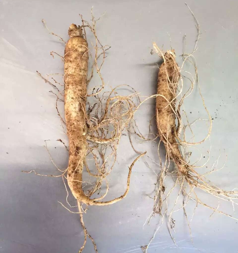 新鲜西洋参长白山现挖6年带土花旗500克g20西洋参