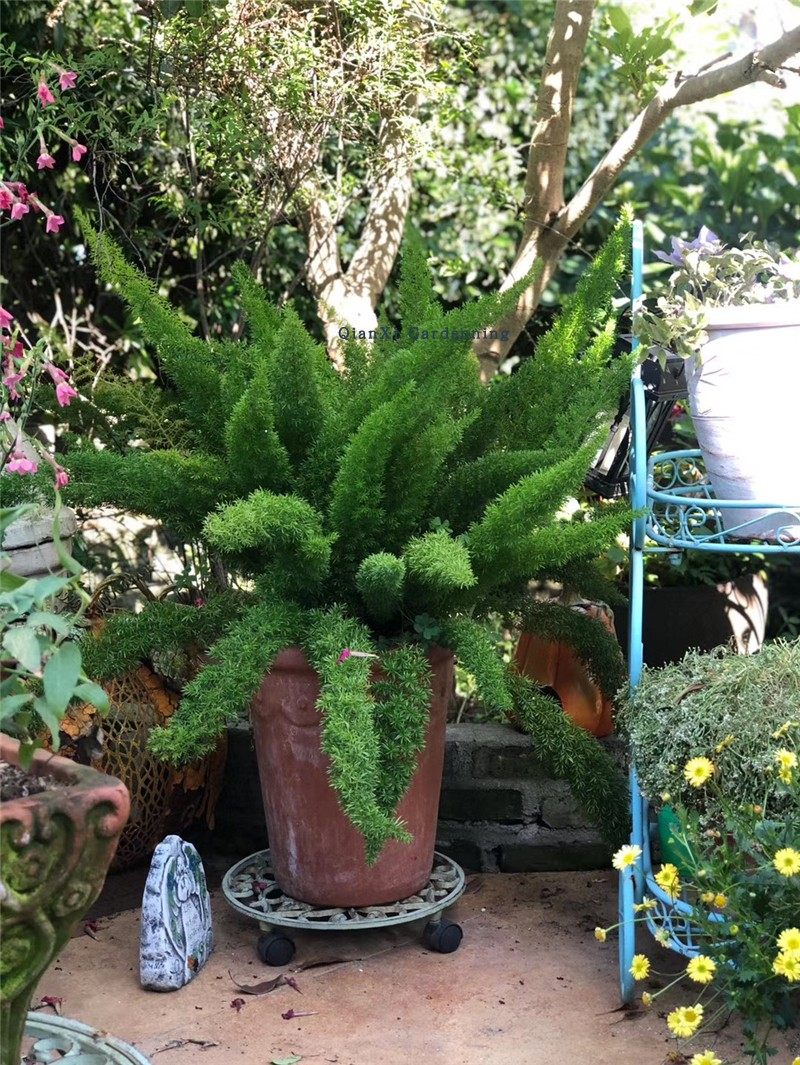 千玺花园狐尾天门2加仑常绿多年生阳台庭院盆栽花卉