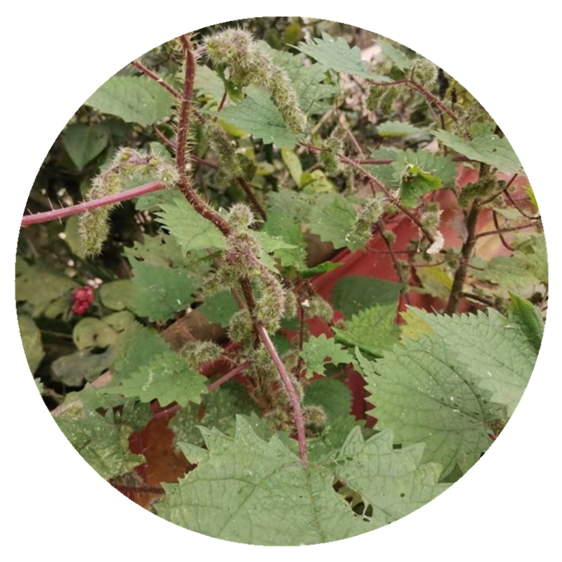 新鲜红活麻野生红杆火麻草正宗荨麻诊红藿麻蝎子草枝叶根茎苗包邮