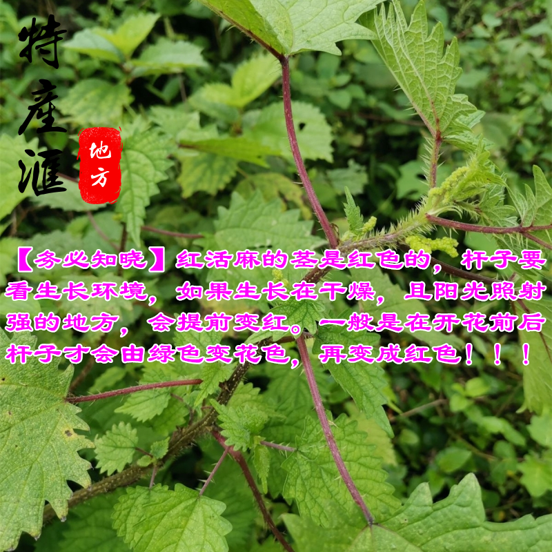 新鲜红活麻野生红杆火麻草正宗荨麻诊红藿麻蝎子草枝叶根茎苗包邮