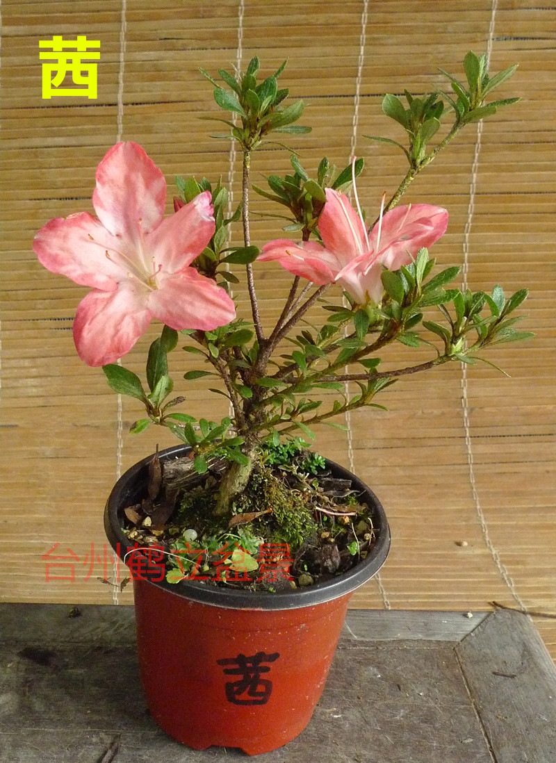 小叶—菊姬94 茜97小苗 夏鹃 皋月杜鹃 日本杜鹃 东洋鹃 - 痕风的起点