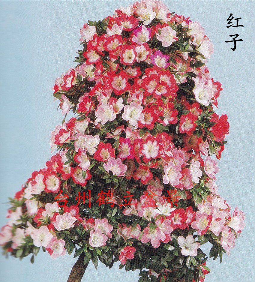 杜鹃皋月日本夏鹃东洋秀峰之光红子时令草本花卉