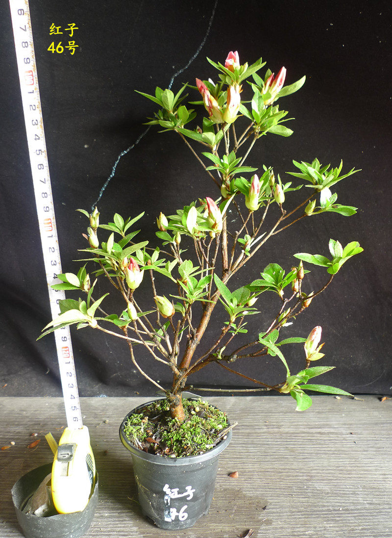 杜鹃皋月日本夏鹃东洋秀峰之光红子时令草本花卉