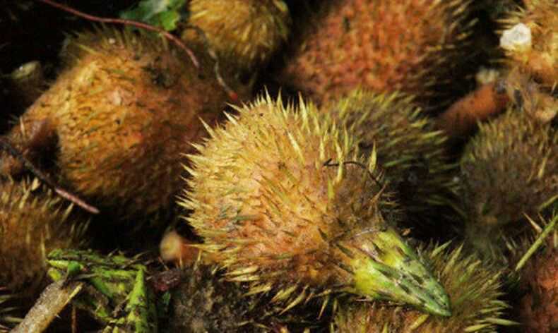 固始特产农家新鲜鸡头籽芡实鸡头果鸡头米芡实米一级真空包装500g