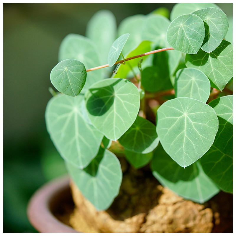 植物盆栽乌龟金不换爬藤趣味盆景多肉块根办公室绿植