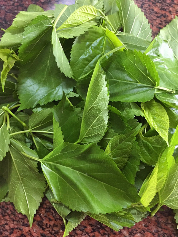 蚕宝宝新鲜叶芽桑叶粮食现摘桑树纯天然饲料食物蚕宝宝