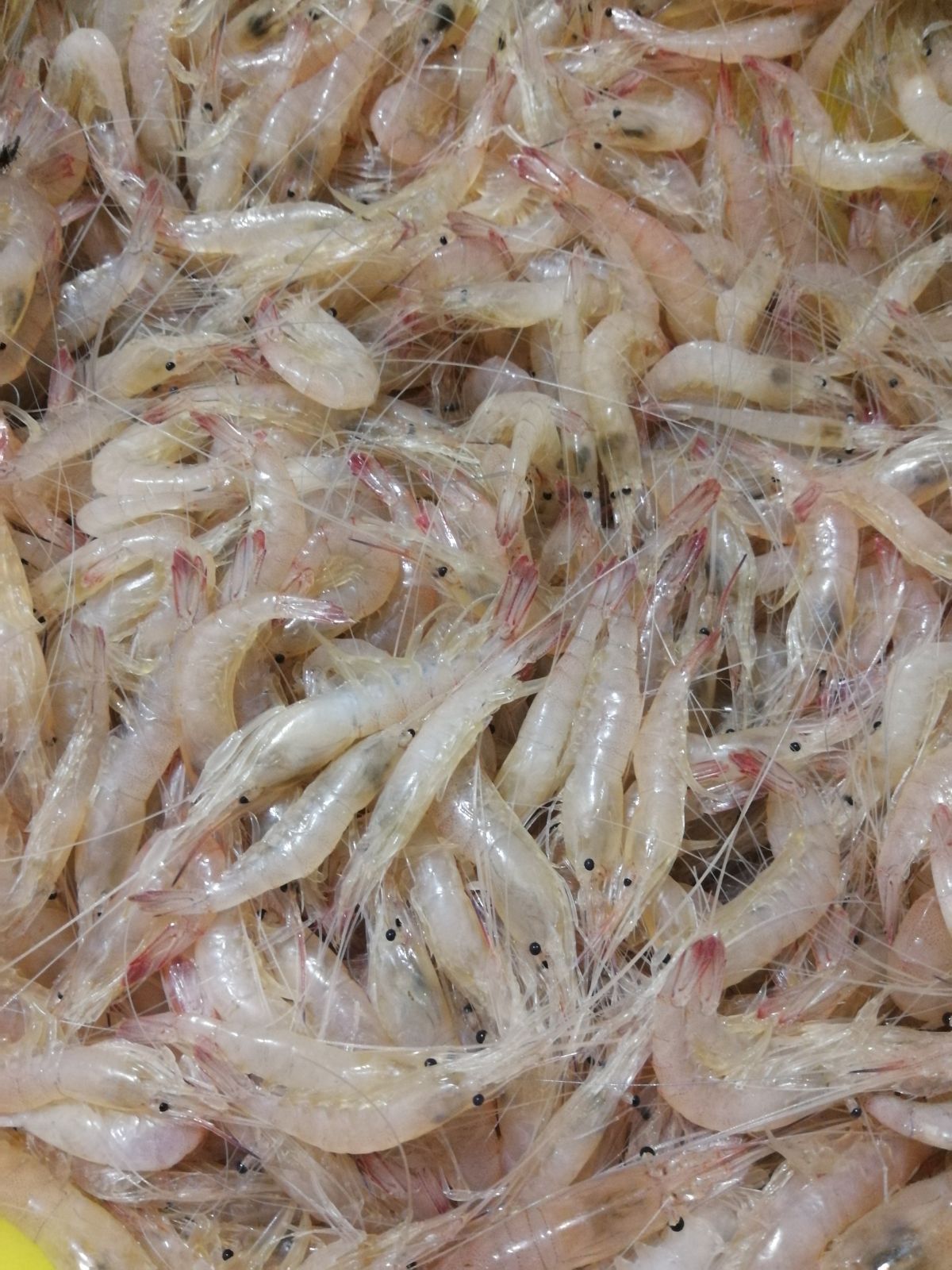 鲜活酒醉即食中海虾醉白米虾咸虾醉虾呛虾包净重400gx2罐顺丰包邮