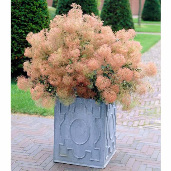 矮生烟树可爱女士cotinus多年生耐寒花灌木切花材料盆栽苗庭院