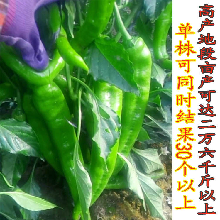 高产辣椒籽大羊角种子尖椒四季大田亩产可达家庭园艺种子