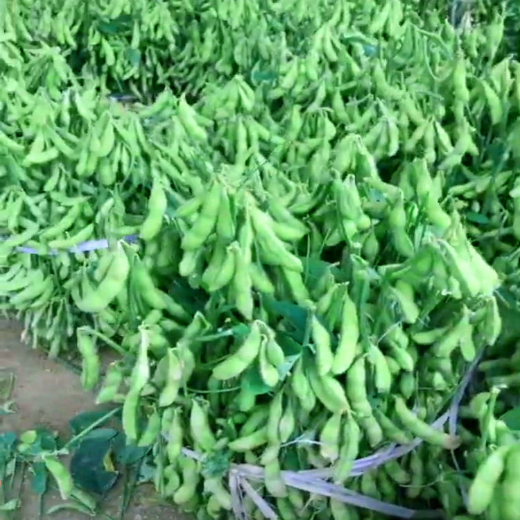 天菜用大粒鲜食青大豆黄豆种子 55 早熟毛豆种子高产春秋四季播菜籽