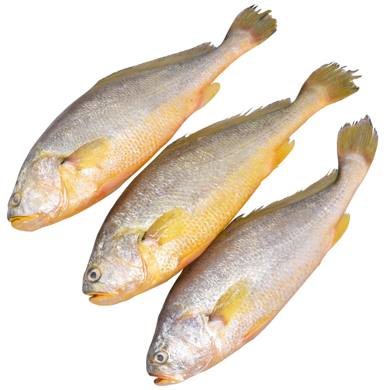 海鱼黄花鱼海黄鱼新鲜海鲜水产鲜活冷冻深海黄花鱼黄鱼