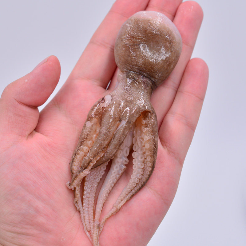 八爪鱼海鲜章鱼水产鲜活大爆头迷你火锅食材头大冷冻章鱼