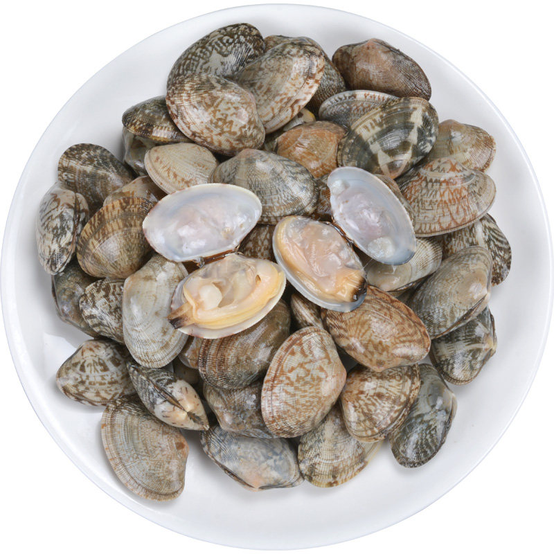 花甲鲜活蛤蜊野生新鲜红岛蛤蜊大花蛤干净无沙花蛤蜊贝类海鲜500g