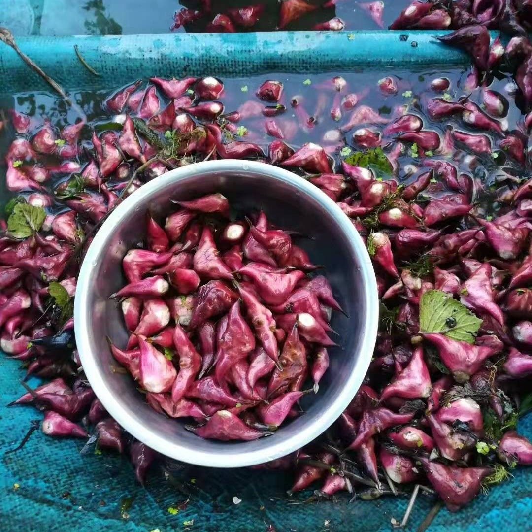 菱角野生两角红菱河南水果其它