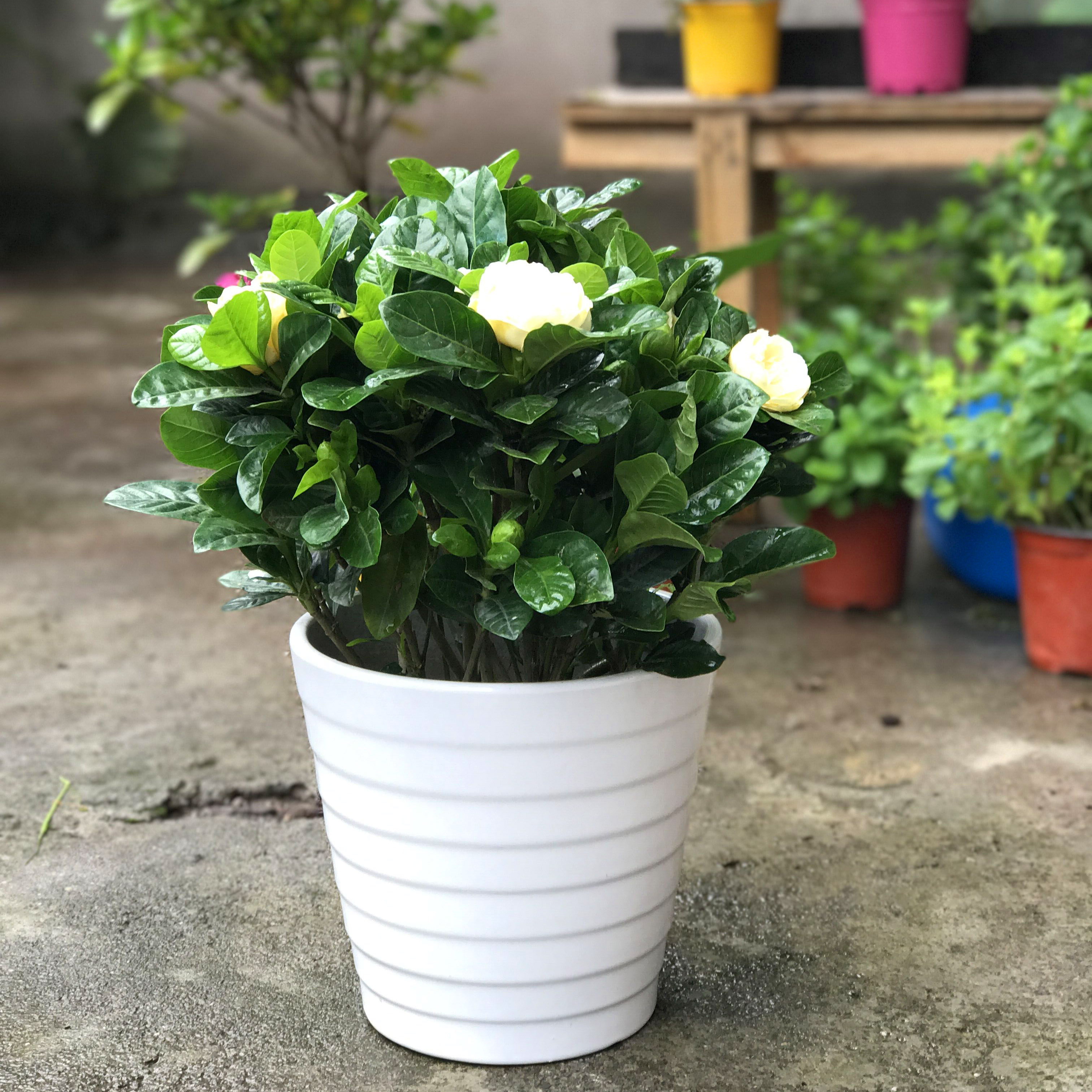 大叶栀子花盆栽花卉阳台盆景净化空气绿植花园庭院大型绿植