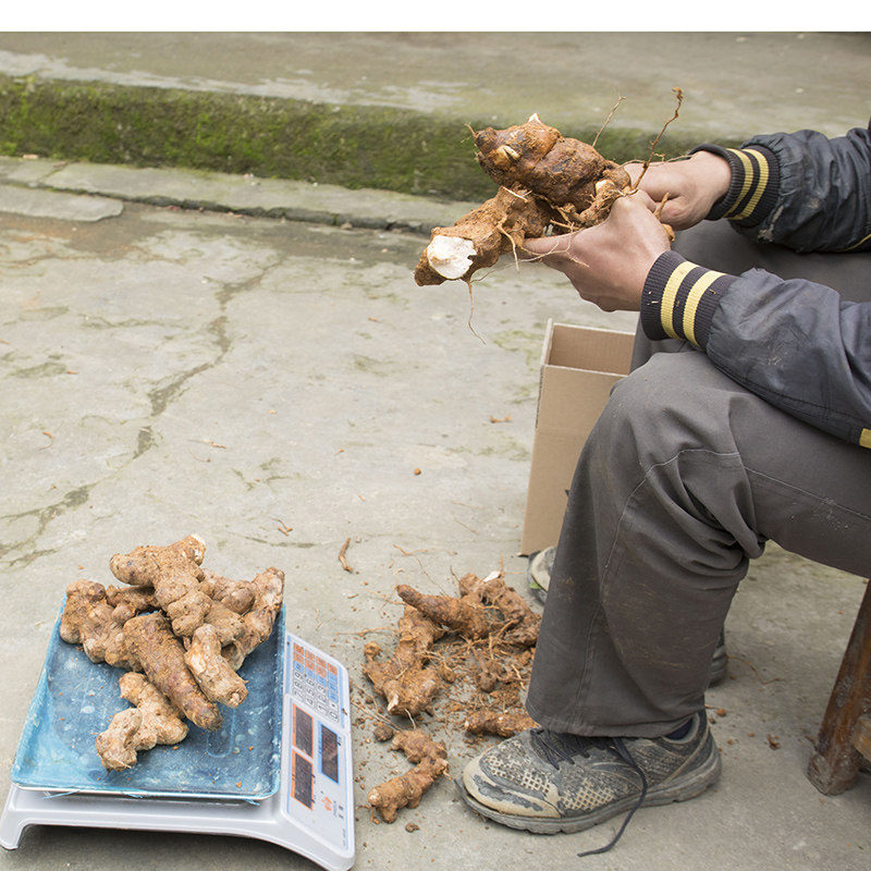广西野生新鲜挖土茯苓硬饭头饭团煲汤汤料茯苓