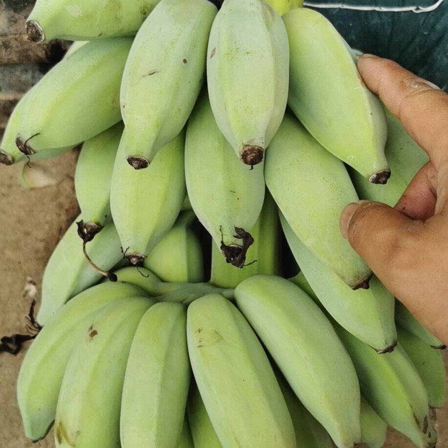 现摘云南小米米蕉芭蕉西贡蕉粉全国包邮香蕉