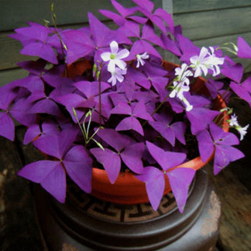 草种紫叶醡浆紫色幸运幸运草榨浆多年生盆栽花卉种球