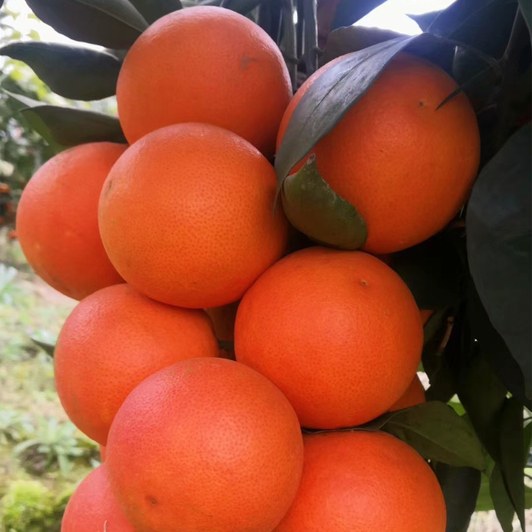 万州玫瑰香橙塔罗科血新鲜当季水果10斤整箱橙