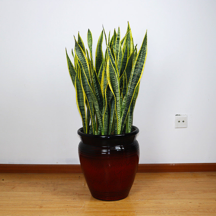 金边虎皮兰观盆栽防辐射含盆空气净化cm窗台卧室大型绿植