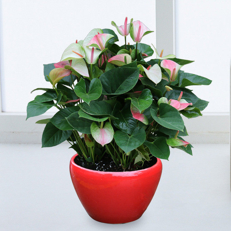 粉掌【梦幻】盆栽 多年生常绿植物 年宵花卉 除甲醛净化空气植物