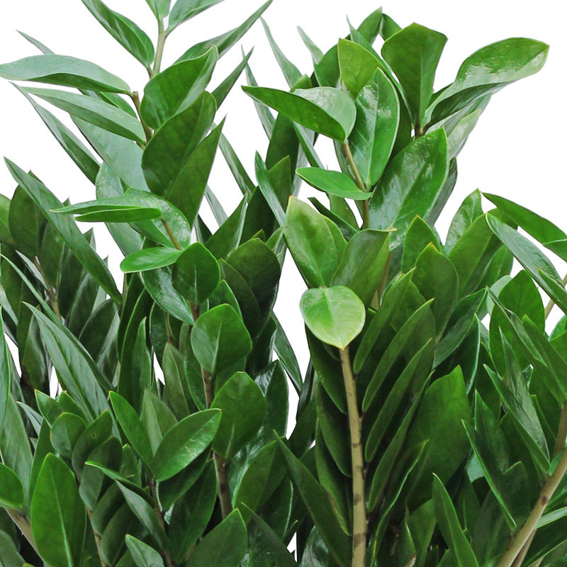 开业招财空气钱串树植物甲醛盆栽北京花卉卧室绿植