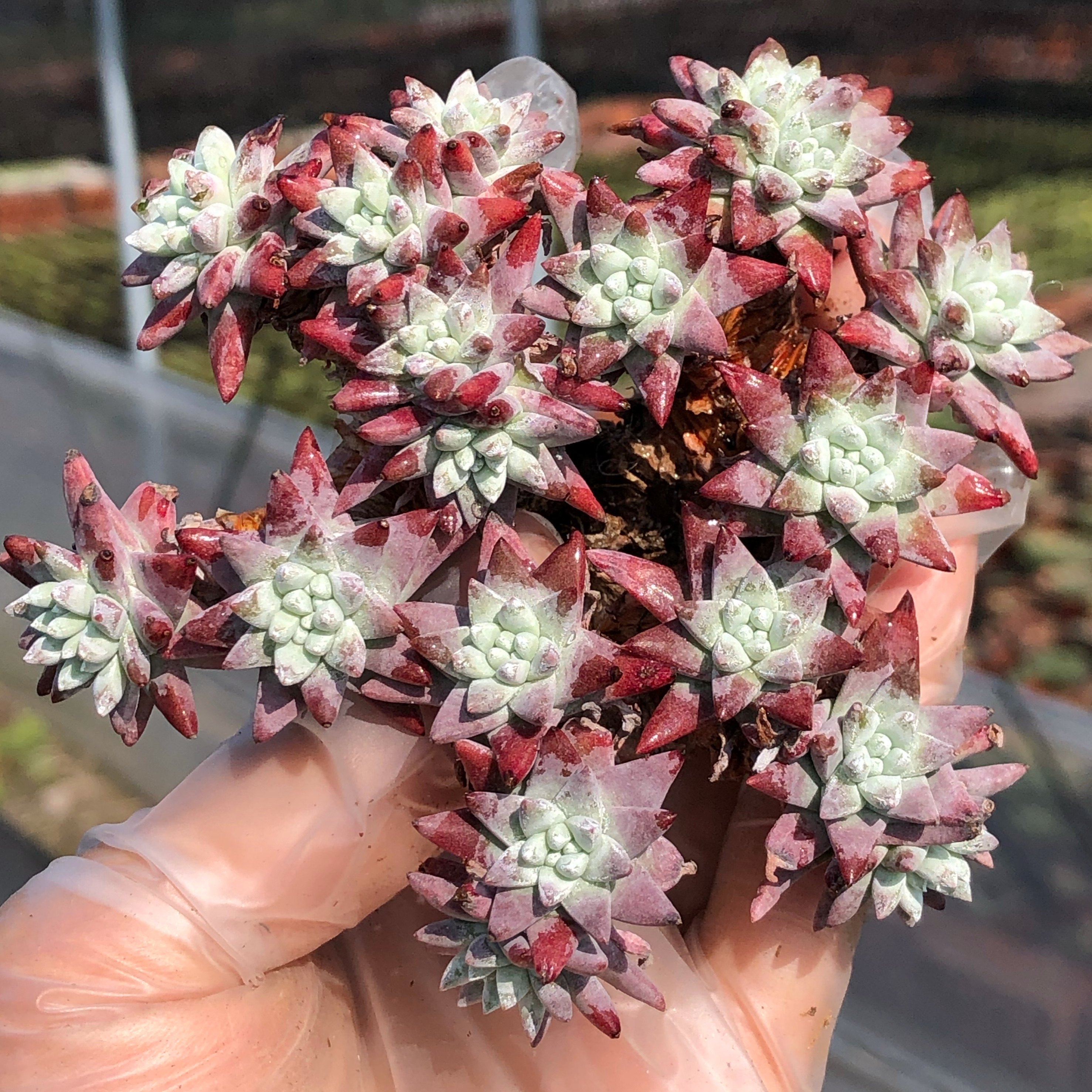 日系丸叶白菊仙女老桩自然群生带仙多肉植物多肉植物