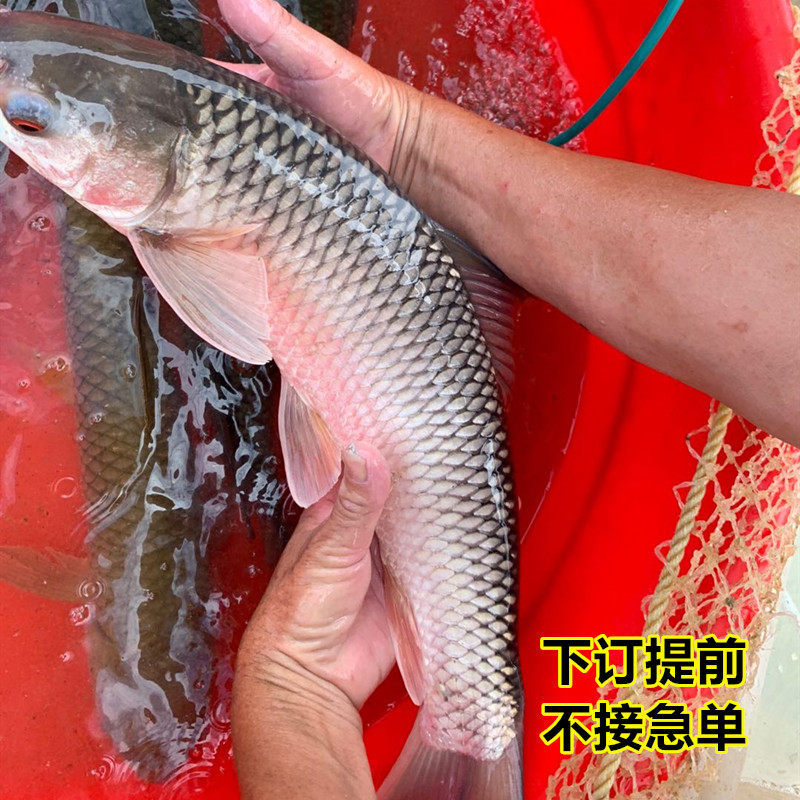 新鲜鲮鱼赤眼2斤泰国天然淡水鱼红烧清蒸晏请淡水鱼类